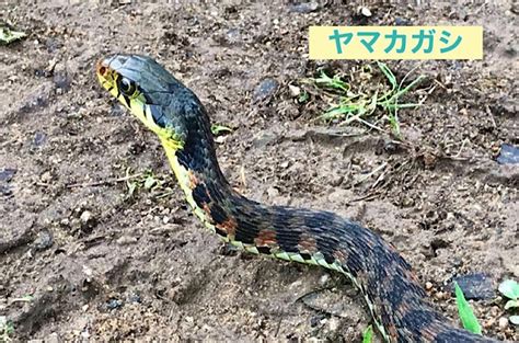 蛇 注意|覚えるべきヘビはこの2種！毒を持つ「マムシ」と「ヤマカガシ。